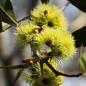 bee on flowering eucalypt